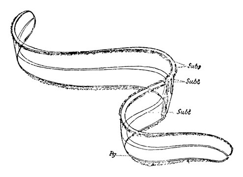 Cestus, vintage illustration.