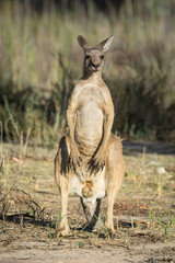 Western Grey Kangaroo, standing alert in natural bushland setting.
