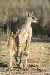 Young male Western Grey Kangaroo standing in late afternoon sun.