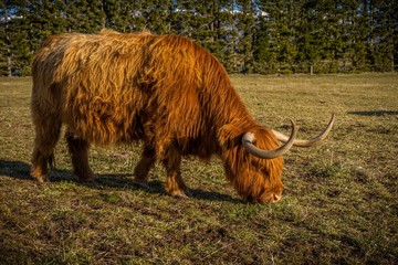 New Zealand Highland Cattle on the farm