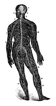 recommend clip art: A Back View of the Brain and Spinal Cord, vintage illustration