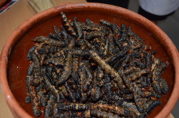 Gusanos de maguey tostados que forman parte de la tradición de entomofagia de México