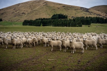 Obraz premium A herd of sheep at a farm in South Island, New Zealand