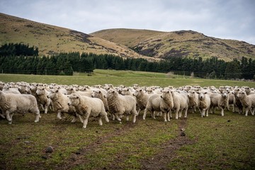 Obraz premium A herd of sheep at a farm in South Island, New Zealand