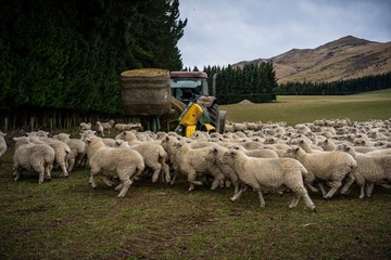 A herd of sheep at a farm in South Island, New Zealand