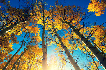 Autumn forest