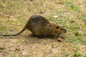 Nutria in freier Wildbahn