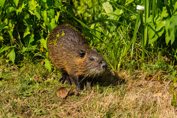 Nutria in freier Wildbahn