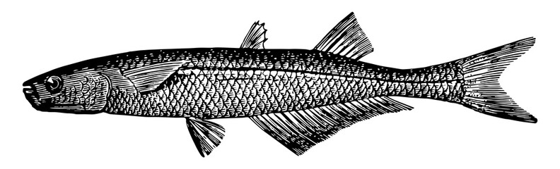 Atlantic Silverside, vintage illustration. © Morphart