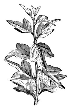 recommend clip art: Branch of Curdrania Triloba in Juvenile State vintage illustration.
