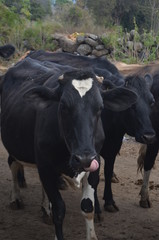 Vaca con la lengua de fuera