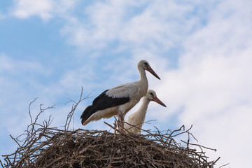 Zwei Störche in ihrem Nest