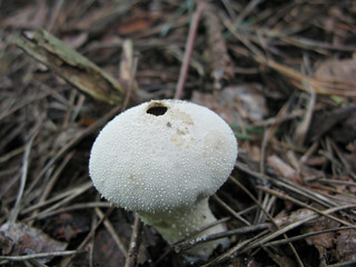 Fungus Lycoperdon umbrinum