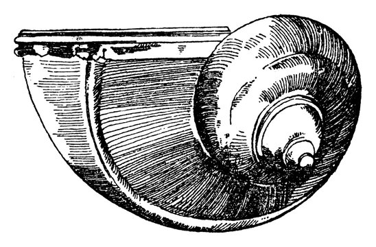 recommend clip art: Snail Shell used during the Renaissance as a drinking vessel, vintage engraving.