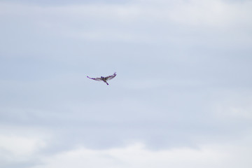 Fototapeta premium Bird in flight against sky