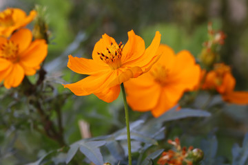 Yellow Cosmos caudatus flower blooming in late summer