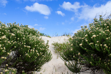Coastal plants at beach