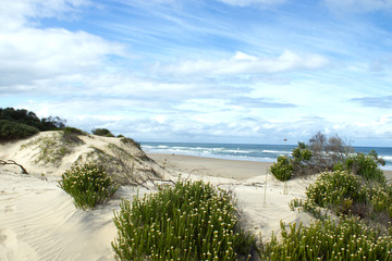 Coastal plants at beach