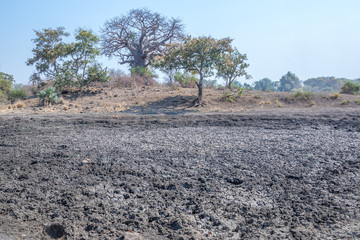 Drought conditions prevailing in the pre-rainy season in the northern parts of the Kruger National...