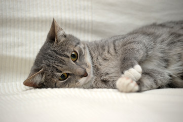 Gray adult mongrel cat lies