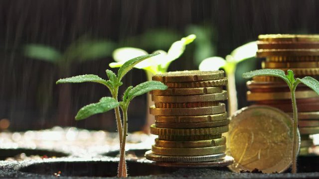 seedling pot plate, watering by spraying to the small tamomo plants, us dollar and euro coins stack near plant, safety food, nature, environment and ecology care.