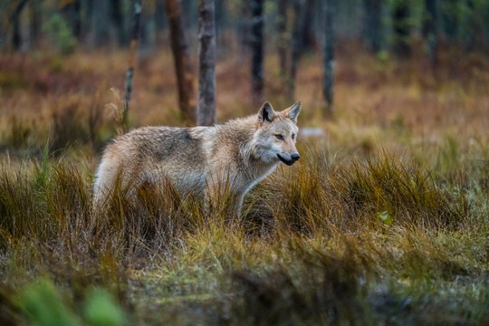 Finish wolf