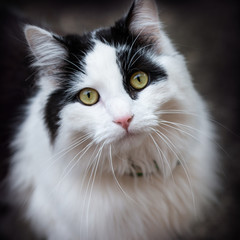A white cat with black patches and whiskers with sharp eyes looking directly at the camera