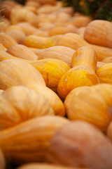 pumpkins in honor of the celebration of autumn and Halloween. festival of vegetables.