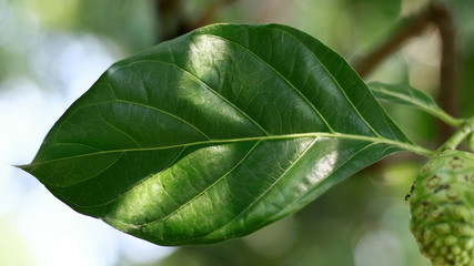 Noni leaf or cheese leaf on tree in Indonesia.