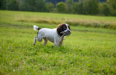 The hunting spaniel is holding the wildfowl (Gallinago media) in its mouth on the field.