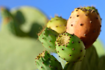   Close-up of cactus colored ripe fruits of prickly pear in landscape format with green text field...