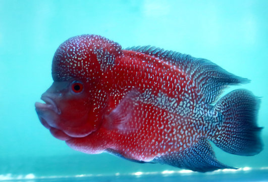 Flowerhorn cichlids or luohan fish in the aquarium.