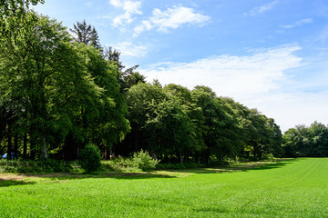 Fototapeta premium Minimalist landscape with line with green trees and grass in a sunny day in Scotland, United Kingdom, with space for text