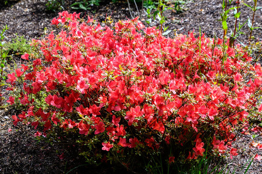 Bush of red pink azalea or Rhododendron flowers in a sunny spring garden in Scotland, United Kingdom