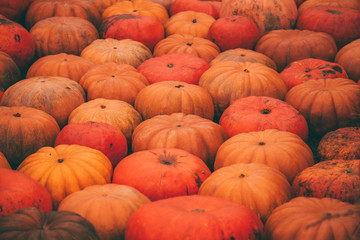 pumpkins in honor of the celebration of autumn and Halloween. festival of vegetables.