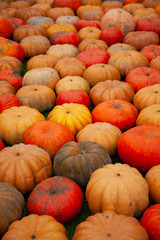 pumpkins in honor of the celebration of autumn and Halloween. festival of vegetables.
