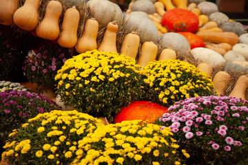 pumpkins in honor of the celebration of autumn and Halloween. festival of vegetables.