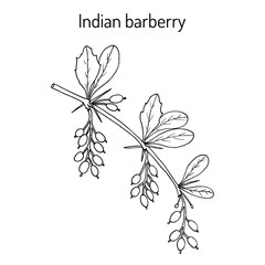 Indian Barberry Berberis aristata , medicinal plant