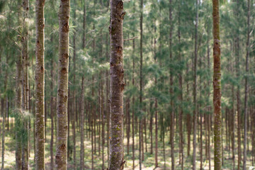 looking through a lot of little green pine tree forest low light contrast stock photo