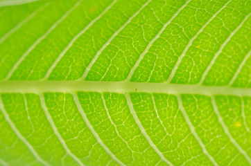 green leaf on blurred green background with copy space for text.