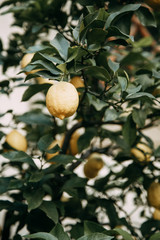 harvest of ripe yellow lemons. lemon tree growing in the yard.