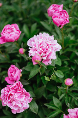 Pink peonies in the garden. Blooming pink peony. Closeup of beautiful pink Peonie flower.