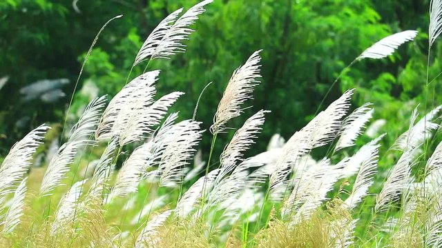 white grass flowers green leaves swing by wind in field and meadow
