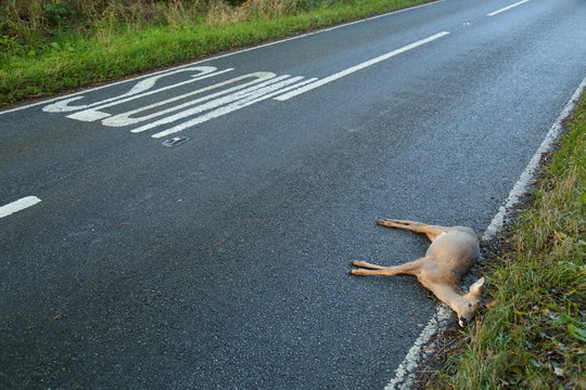 Dead Deer On The Road Hit By Vehicle In Devon, England