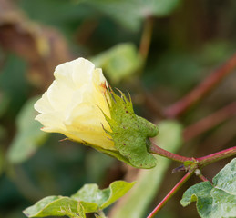 Fleur jaune et blanche maculée de rouge du cotonnier créole sur tiges rougeâtre (Gossypium barbadense)