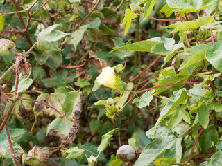 Fleur jaune et blanche maculée de rouge du cotonnier créole sur tiges rougeâtre (Gossypium barbadense)