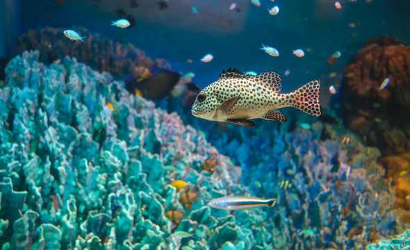水族館 熱帯魚