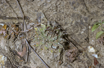 Turbinicarpus alonsoi