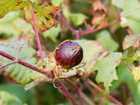 (Gossypium barbadense) Capsule brune du cotonnier cr&eacute;ole en fin d'&eacute;t&eacute;