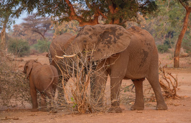 Family group dynamics in a small herd of African elephants foraging in the late afternoon sunlight image in horizontal format